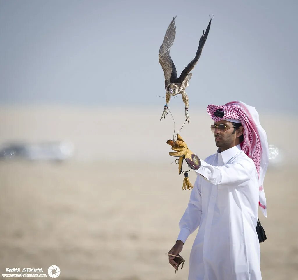 Птицы в дубае фото Falcon Festival (( 7 PHOTOs )) Camera : Nikon D3s Lenses :. Flickr