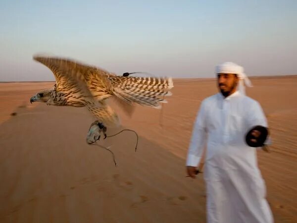 Птицы в дубае фото Pin on Falconry