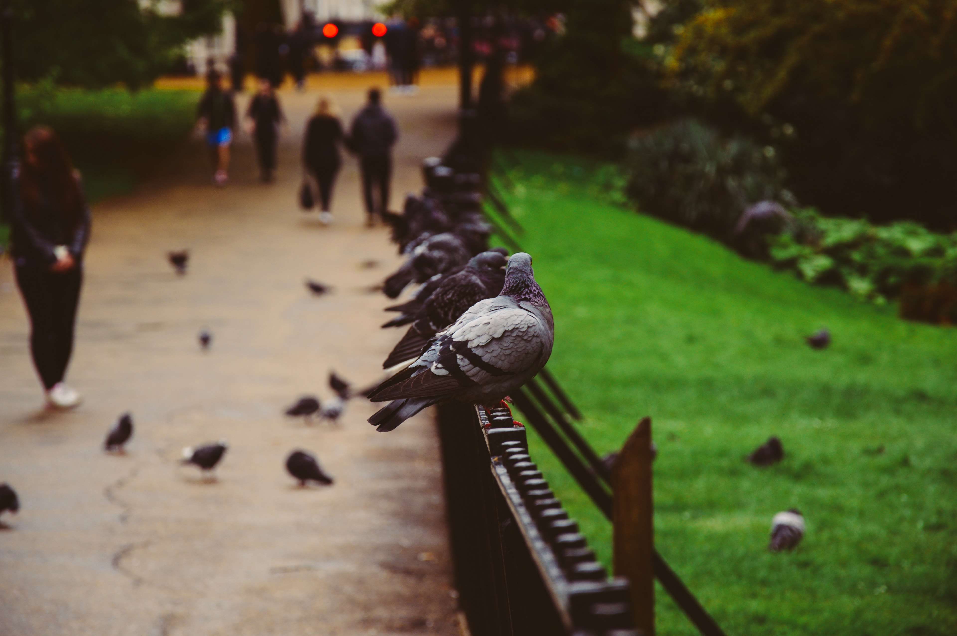 Птицы в городе фото #animals #birds #fence #macro #park #people #pigeons Pet birds, Black fence, Sma