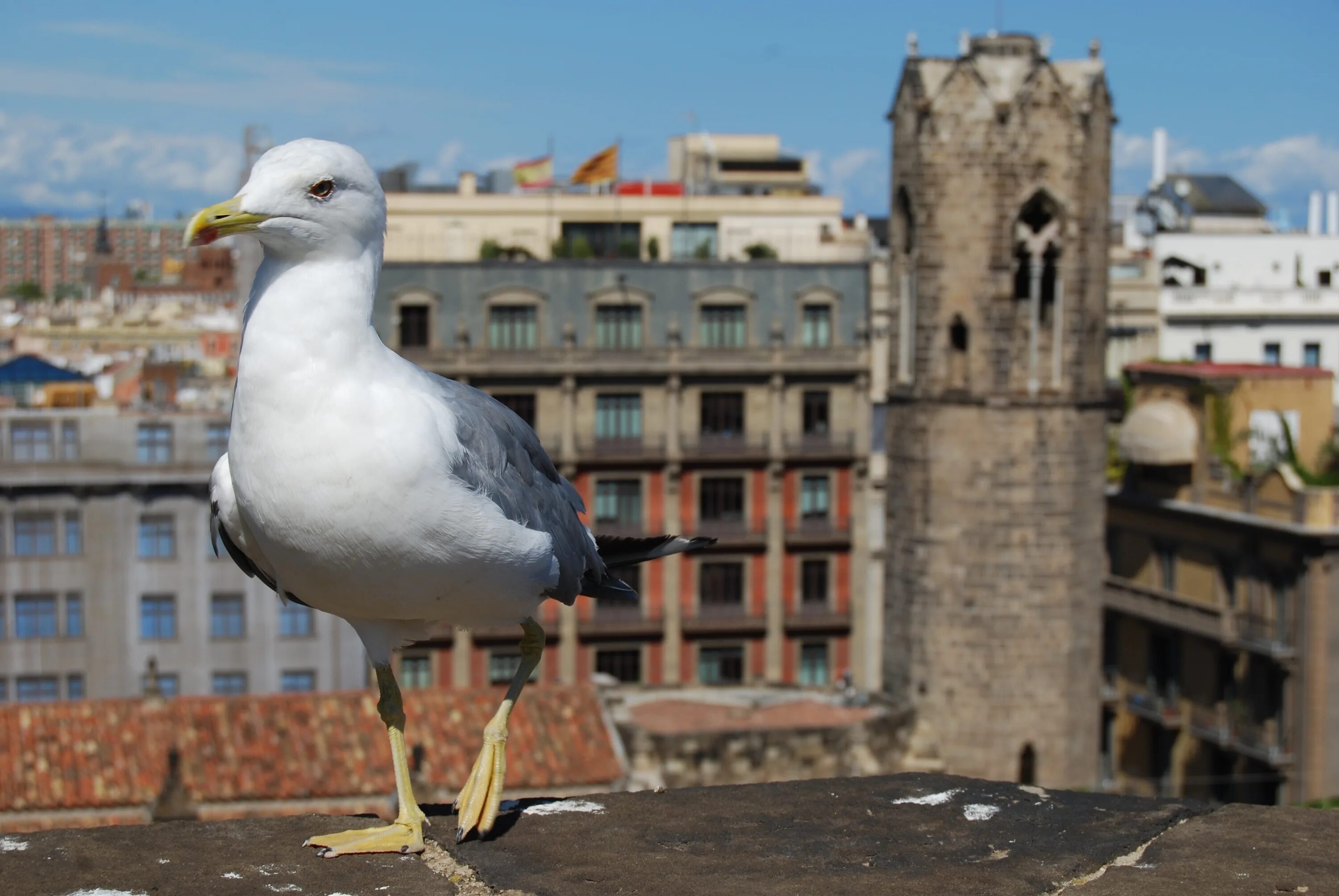 Птицы в городе фото Free Images : bird, architecture, building, city, seabird, seagull, summer, gull