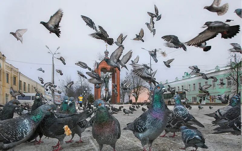 Птицы в городе фото Наша работа - Московский городской совет женщин (МГСЖ)