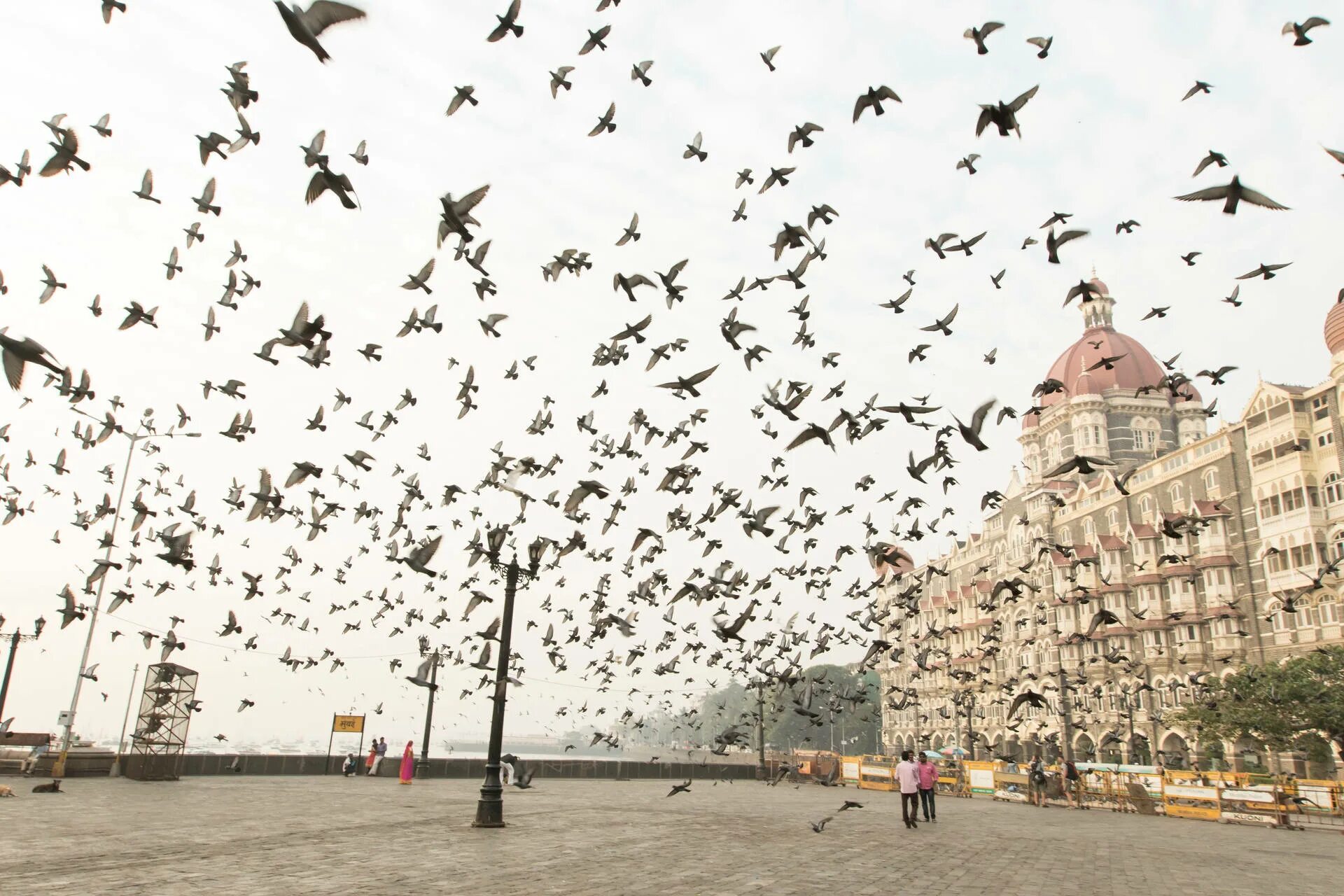 Птицы в городе фото Download Taj Mahal Palace Mumbai Pigeons Wallpaper Wallpapers.com