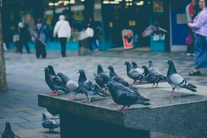 Птицы в городе фото pigeon