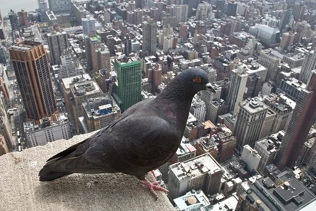 Птицы в городе фото Birds Eye View of New York City Birds eye view city, Birds eye view, Animals