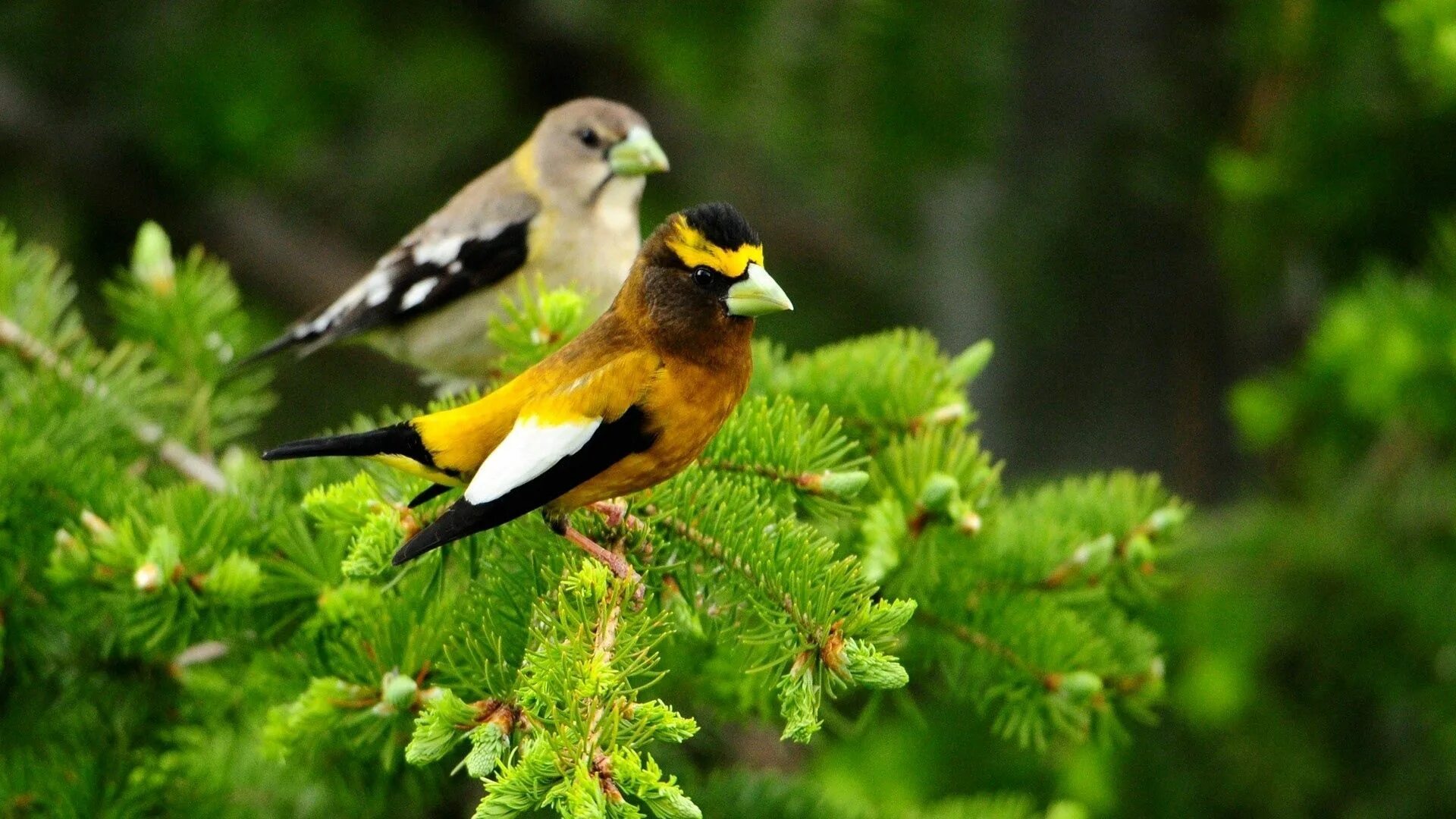 Птицы в лесу фото Download wallpaper 1920x1080 birds, pair, branch, sit, leaves hd background