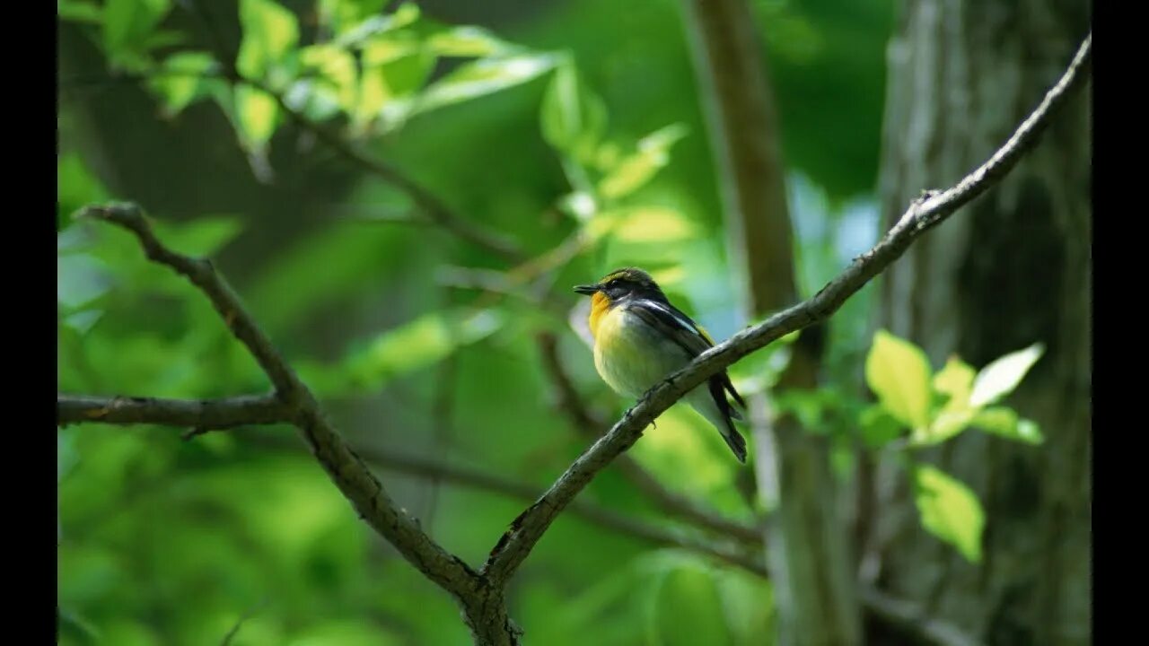 Птицы в лесу фото Пение птиц - Birdsong - Vogelgesang - 새소리 - Canto degli uccelli - Le chant des o