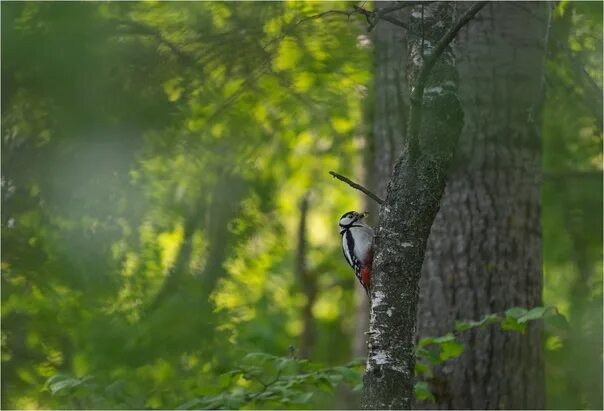 Птицы в лесу фото Звуки природы птицы в лесу: найдено 87 изображений