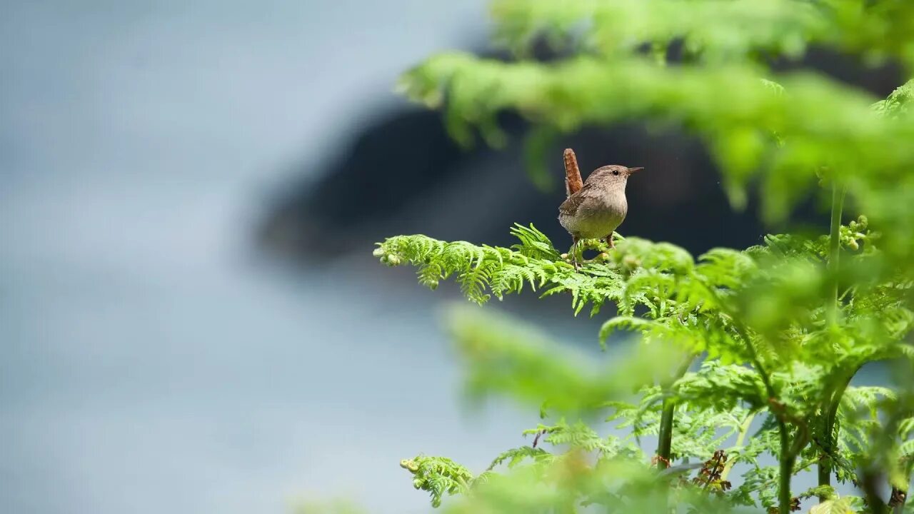 Птицы в лесу фото Sounds of water and wildlife Birds singing Relaxing music - YouTube