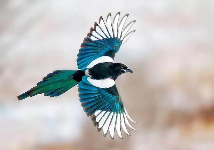 Птицы в полете фото с названиями Do Magpies Like Stealing Shiny Things? Magpie, Bird, Beautiful birds