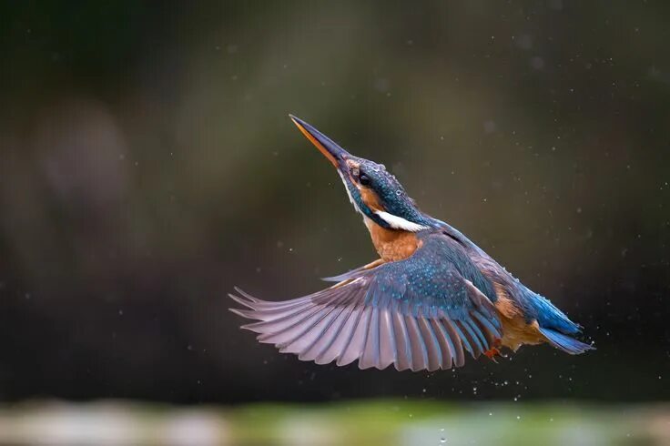 Птицы в полете фото с названиями Out and up....... Birds wallpaper hd, Kingfisher bird, Bird wallpaper