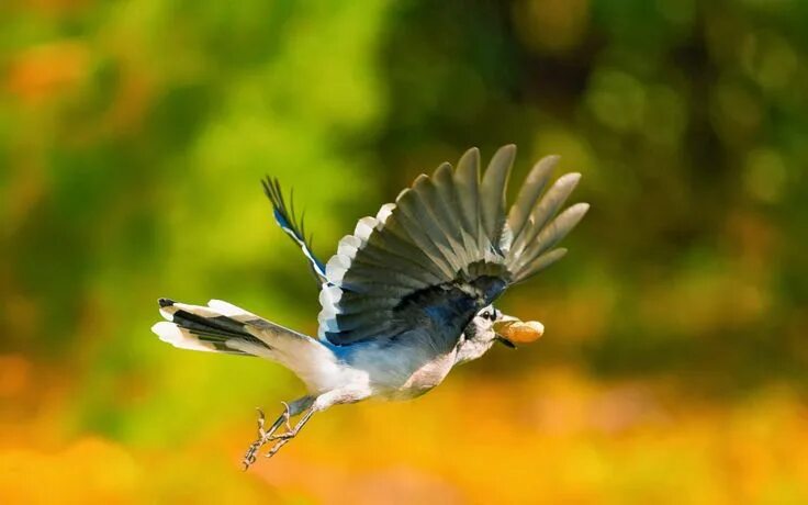 Птицы в полете фото самые красивые Bokeh Jay in flight Nature wallpaper, Beautiful birds, Bird