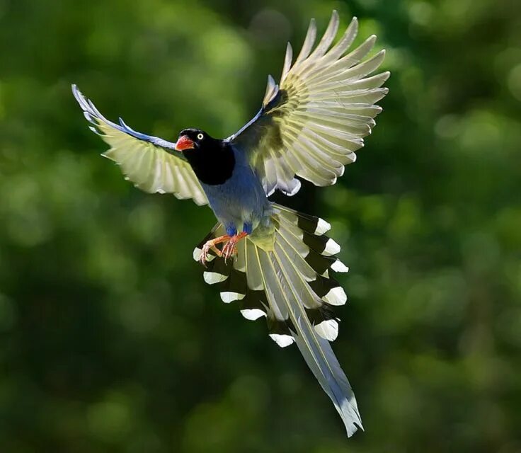 Птицы в полете фото самые красивые Taiwan Blue Magpie "Long Tailed Mountain Lady" - Charismatic Planet Beautiful bi