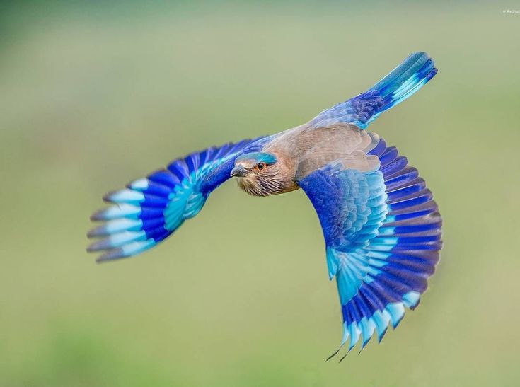 Птицы в полете фото самые красивые Pin by neilmike comere on Animals Bird photography, Wild birds, Bird