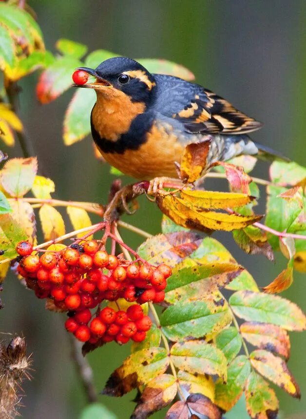 Птицы в сентябре фото A Varied Thrush, Ixoreus naevius, feasts upon Sitka Mountain Ash berries. (With 