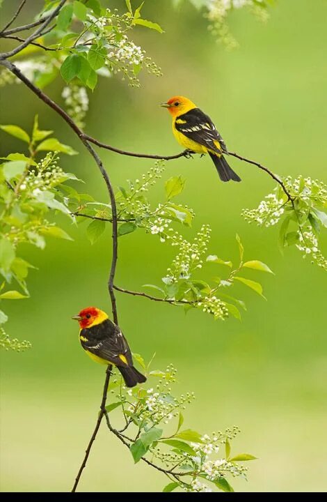 Птицы вертикальное фото Mangelsen's Spring Blossoms - Western Tanagers (Wyoming) Beautiful birds, Pet bi