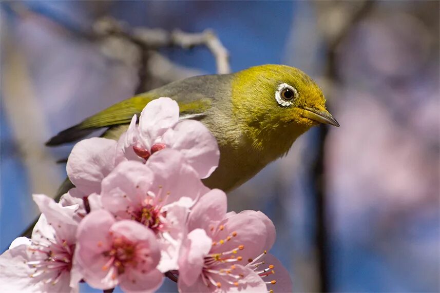 Птицы весной фото с названиями Photo The spring and the bird by Genrikh - nature - PhotoForum.ru