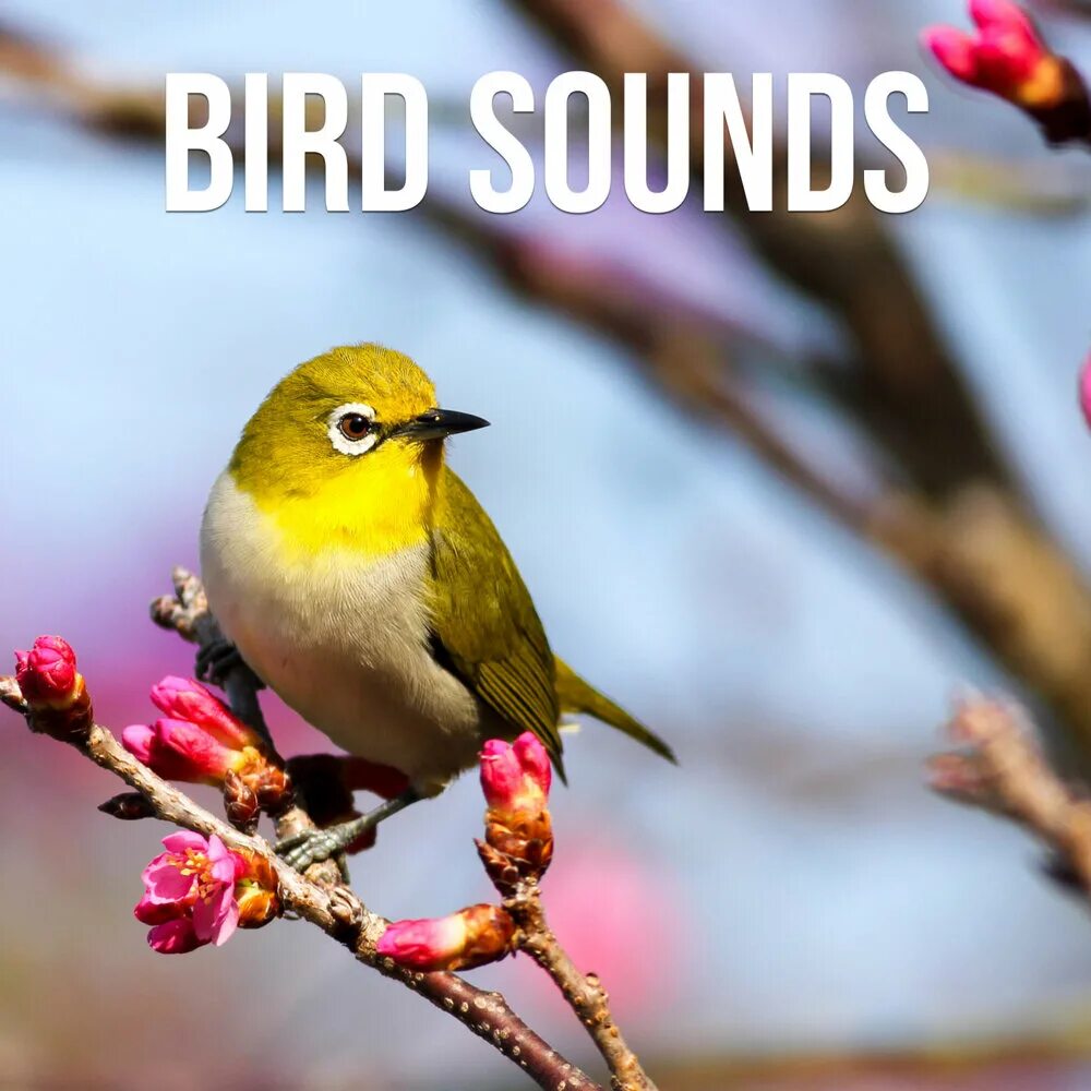 Птицы весной фото с названиями Morning Birds At Marina Felice Graham слушать онлайн на Яндекс Музыке