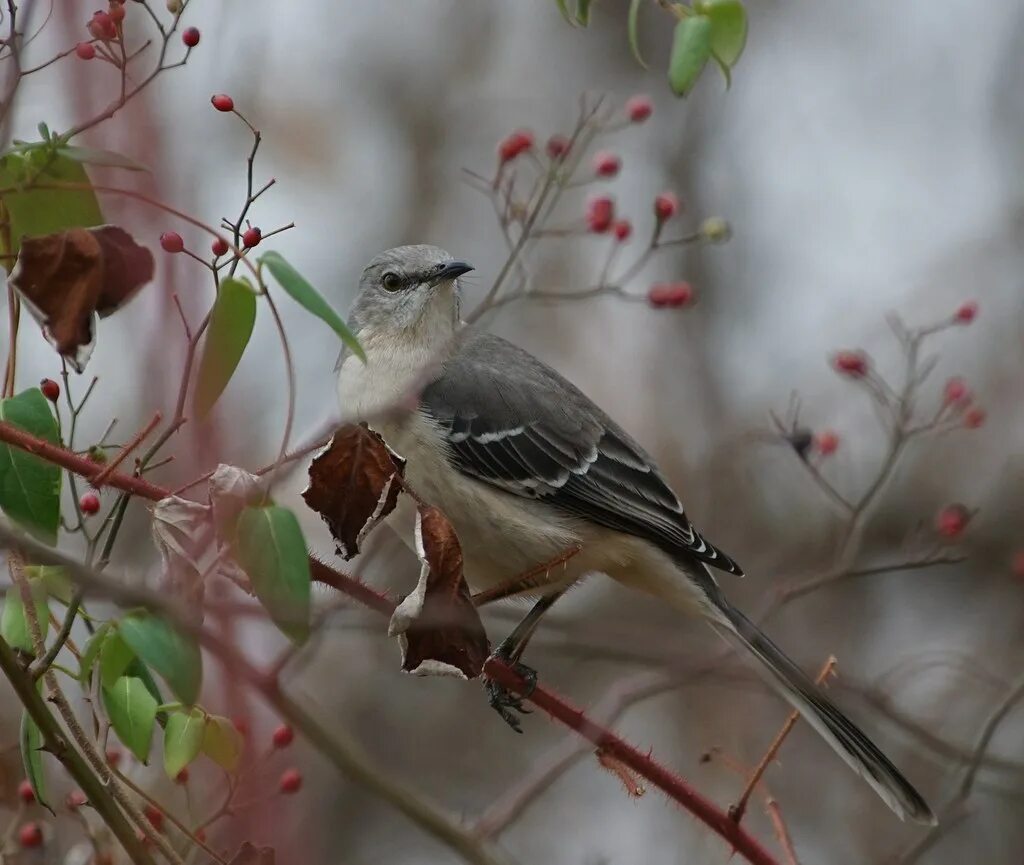 Птицы владимирской области фото Mockingbird (Exp. 1/27/16) Canon FD300mm f/2.8 and x1.4 ex. Flickr