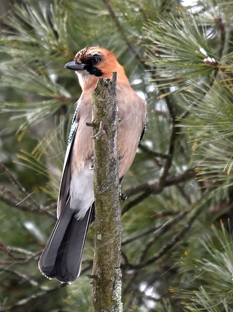 Птицы владимирской области фото Eurasian Jay (Garrulus glandarius). Birds of Siberia.