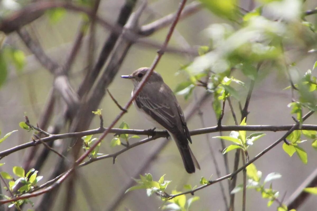 Птицы владимирской области фото с названиями Серая мухоловка (Muscicapa striata). Птицы Сибири.