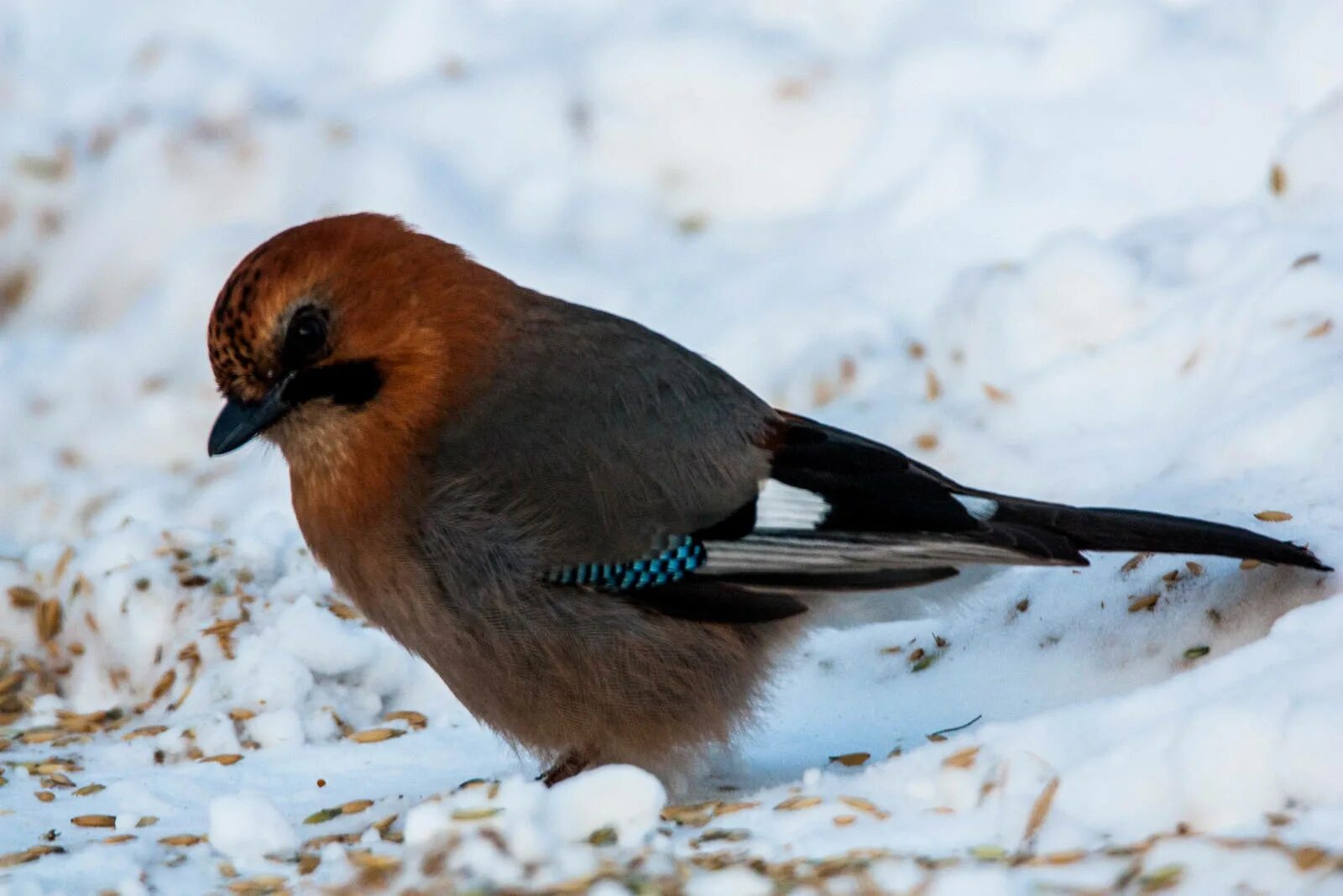 Птицы владимирской области фото с названиями Eurasian Jay (Garrulus glandarius). Birds of Siberia.