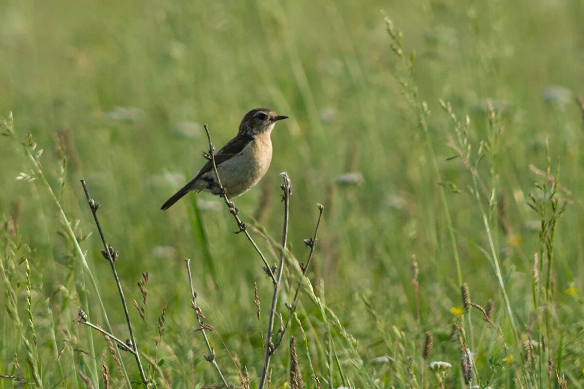 Птицы волгоградской области фото и описание Common Stonechat (Saxicola torquata). Birds of Siberia.