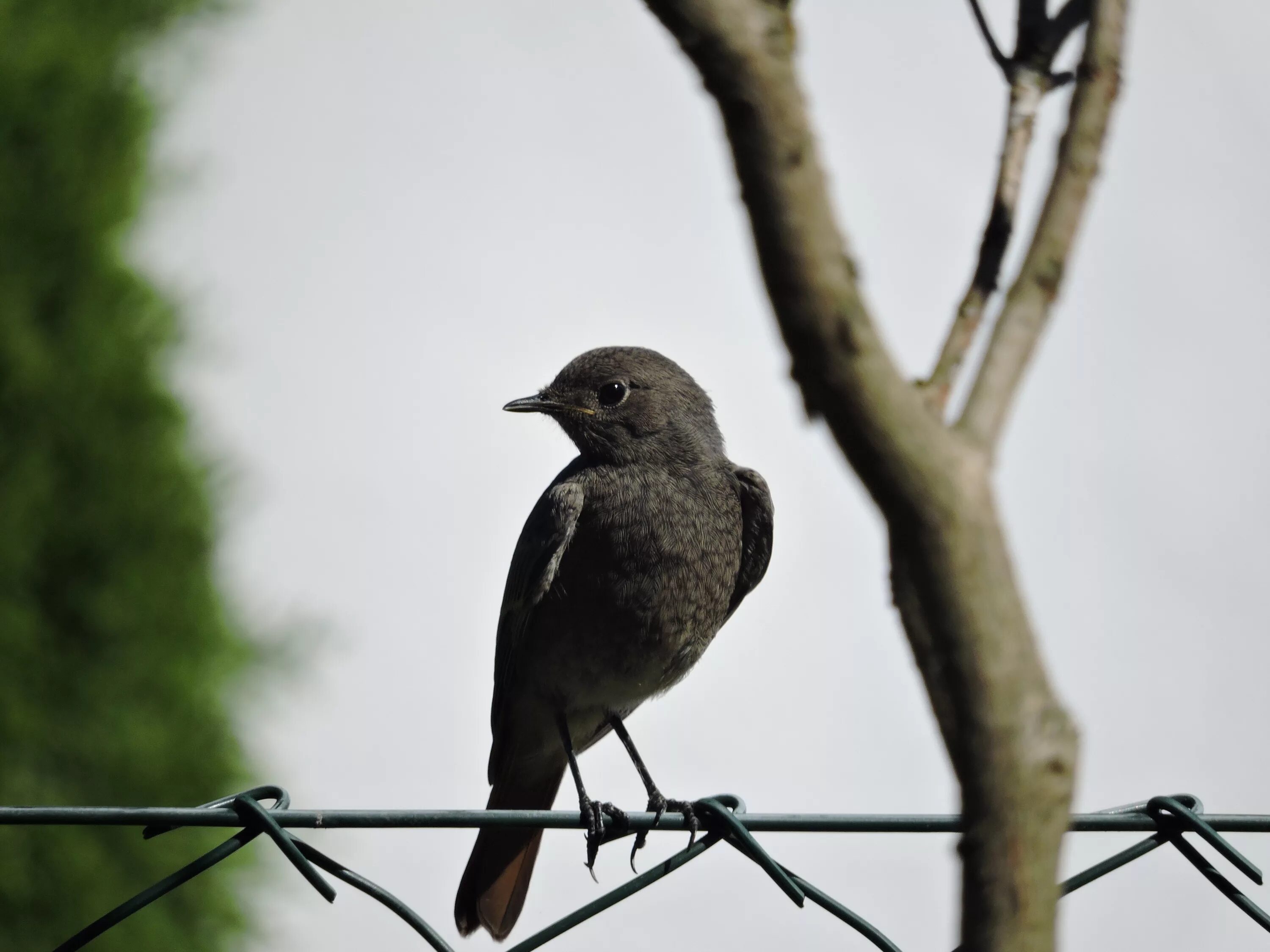 Птицы воронежа фото Free Images : nature, branch, animal, wildlife, beak, feather, fauna, vertebrate