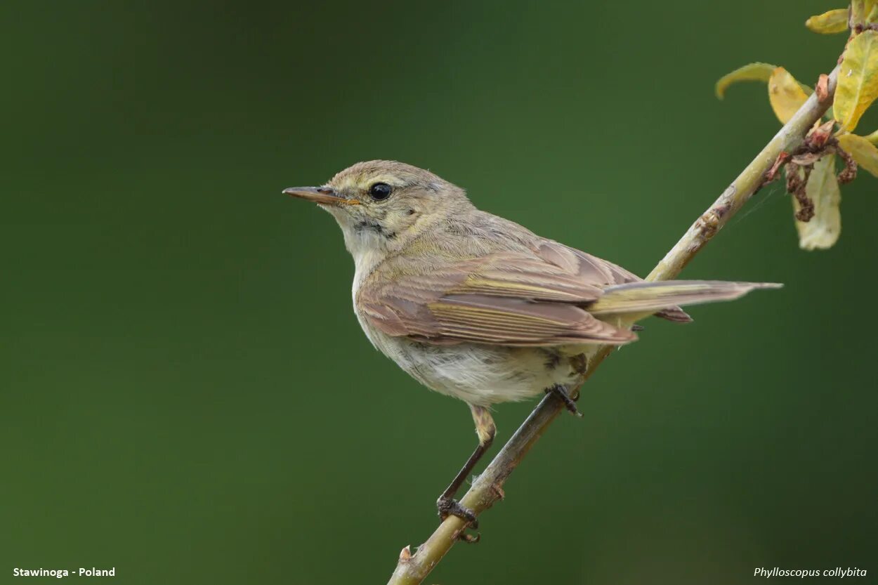 Птицы воронежской области фото и описание Phylloscopus collybita - Common Chiffchaff (Poland) * Joniec Naturalnie