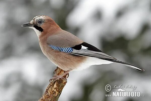 Птицы воронежской области фото с названиями Arrendajo Fotos, Fotografía Arrendajo, Pajaros exoticos, Aves