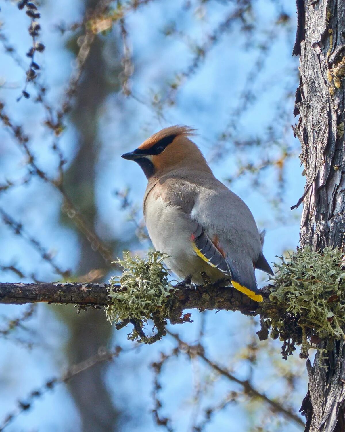 Птицы восточно фото с названиями Bohemian Waxwing (Bombycilla garrulus). Birds of Siberia.