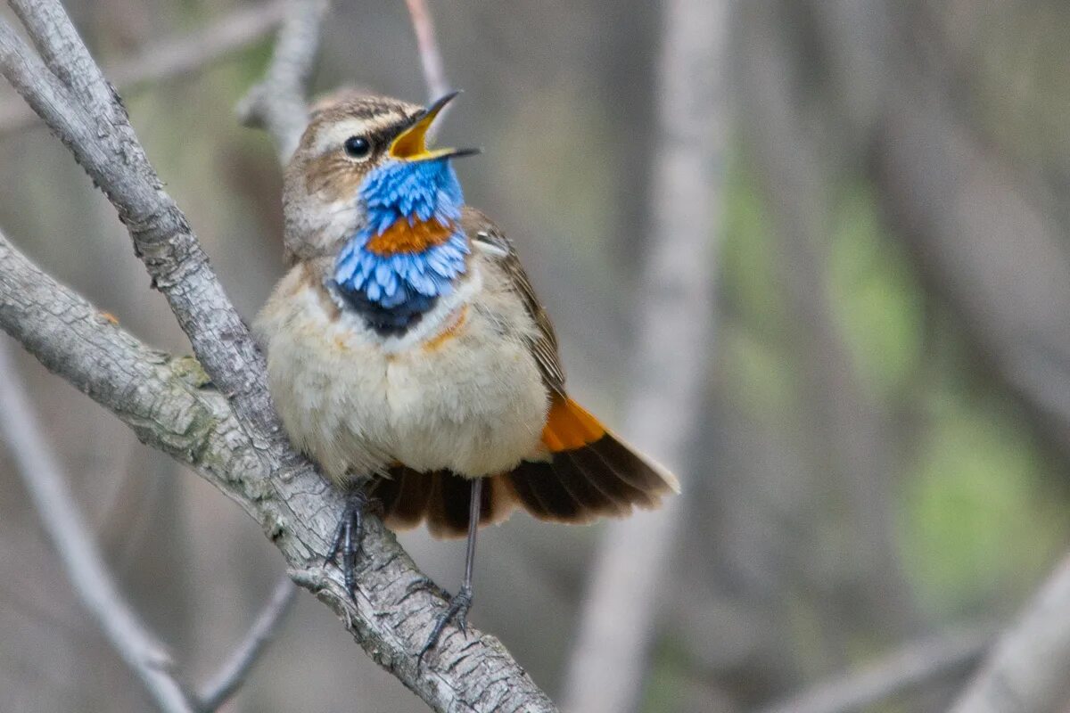 Птицы восточно фото с названиями Bluethroat (Luscinia svecica). Birds of Siberia.