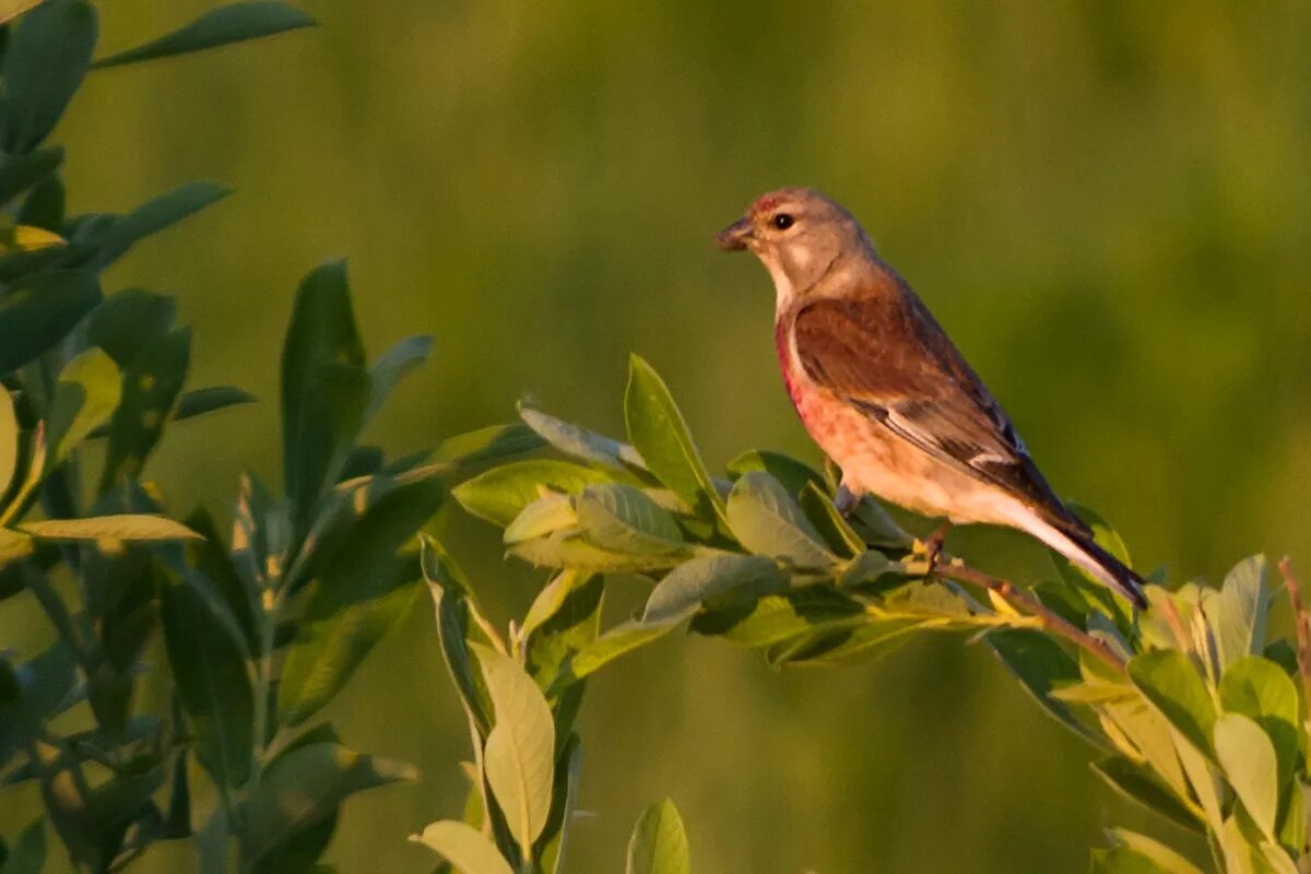 Птицы восточно фото с названиями Eurasian Linnet (Acanthis cannabina). Birds of Siberia.