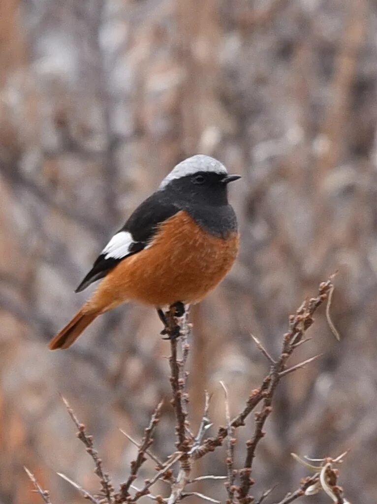 Птицы восточной сибири фото Guldenstadt's Redstart (Phoenicurus erythrogaster). Birds of Siberia.