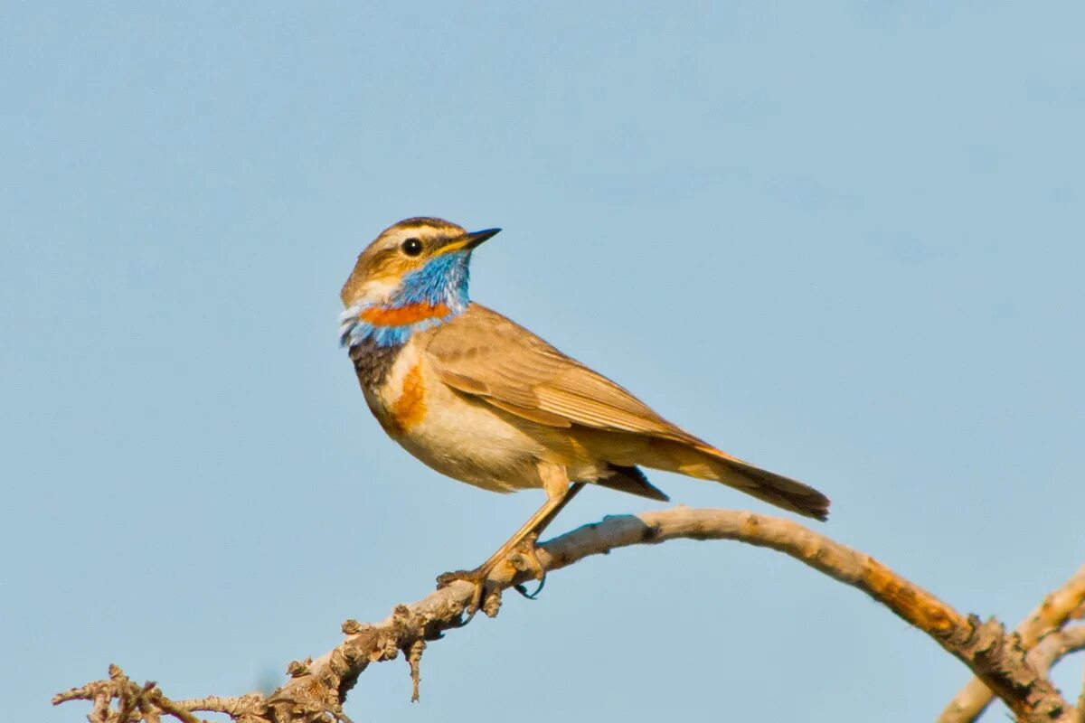 Птицы восточной сибири фото Bluethroat (Luscinia svecica). Birds of Siberia.