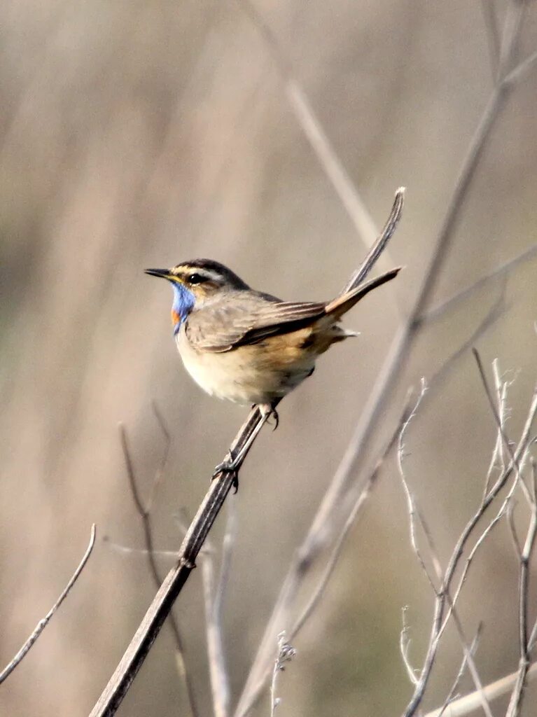 Птицы восточной сибири фото Bluethroat (Luscinia svecica). Birds of Siberia.