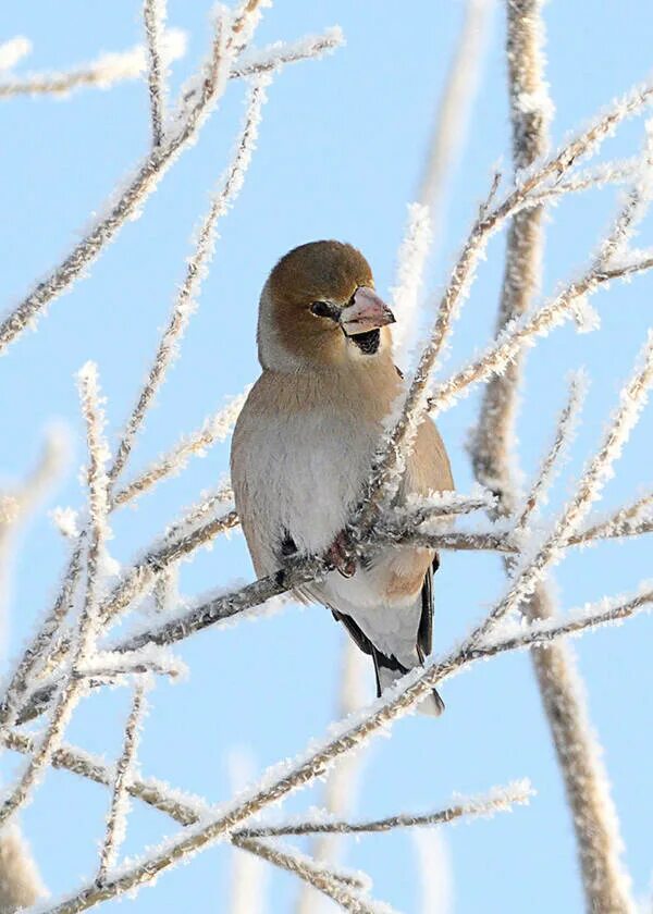 Птицы восточной сибири фото Hawfinch (Coccothraustes coccothraustes). Birds of Siberia.