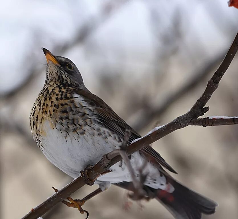 Птицы восточной сибири фото с названиями Рябинник (Turdus pilaris). Птицы Сибири.