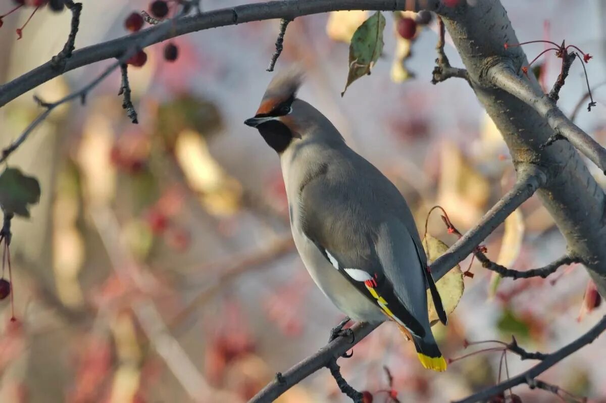 Птицы восточной сибири фото с названиями Bohemian Waxwing (Bombycilla garrulus). Birds of Siberia.