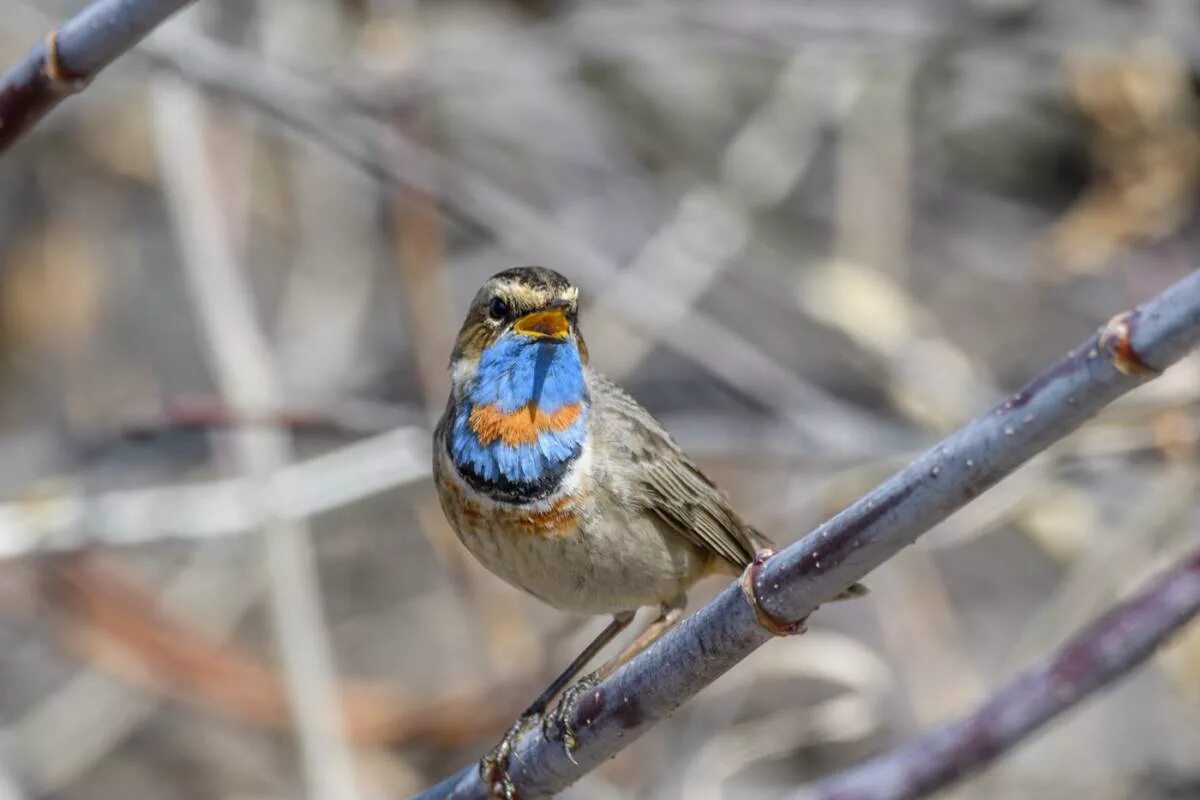 Птицы восточной сибири фото с названиями Bluethroat (Luscinia svecica). Birds of Siberia.