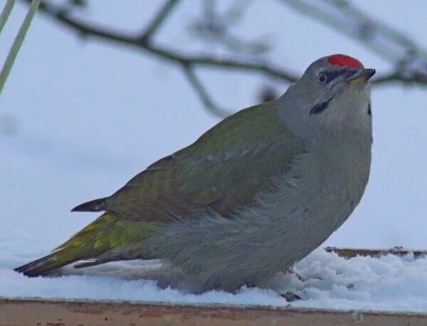 Птицы восточной сибири фото с названиями Grey-Headed Woodpecker (Picus canus). Birds of Siberia.