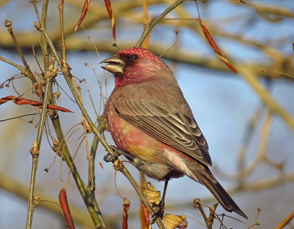 Птицы восточной сибири фото с названиями Great Rosefinch (Carpodacus rubicilla). Birds of Siberia.