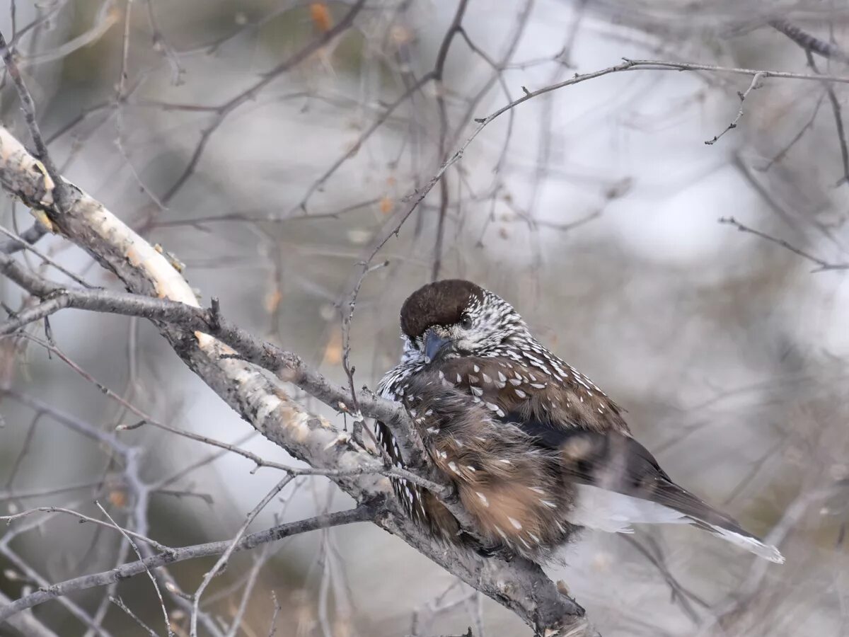 Птицы якутии фото Spotted Nutcracker (Nucifraga caryocatactes). Birds of Siberia.