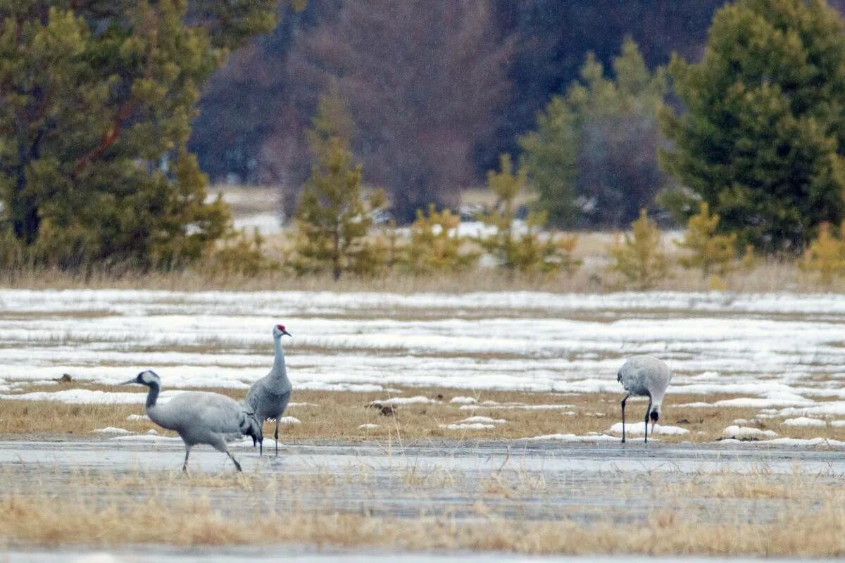 Птицы якутии фото Sandhill Crane (Grus canadensis). Birds of Siberia.