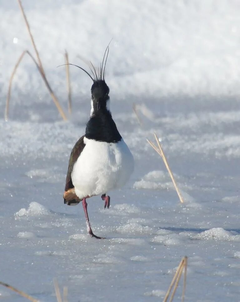 Птицы якутии фото и название Northern Lapwing (Vanellus vanellus). Birds of Siberia.