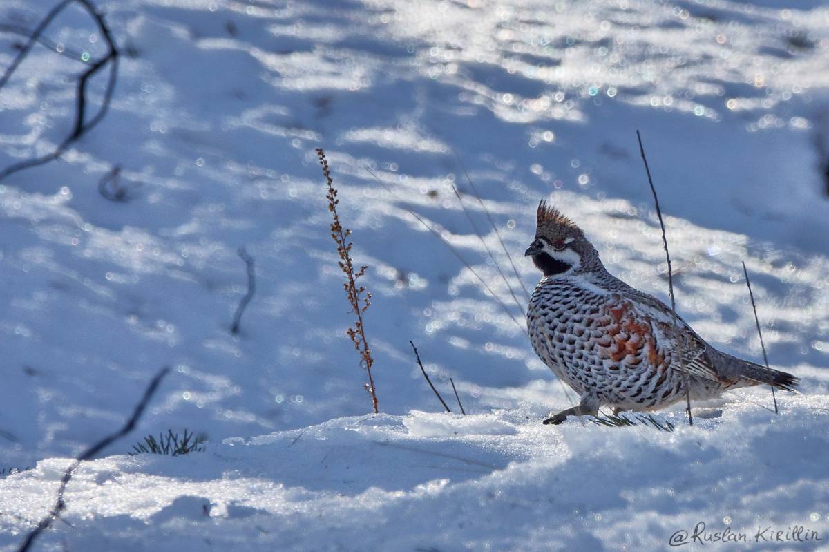 Птицы якутии фото и название Northern Hazelhen (Tetrastes bonasia). Birds of Siberia.