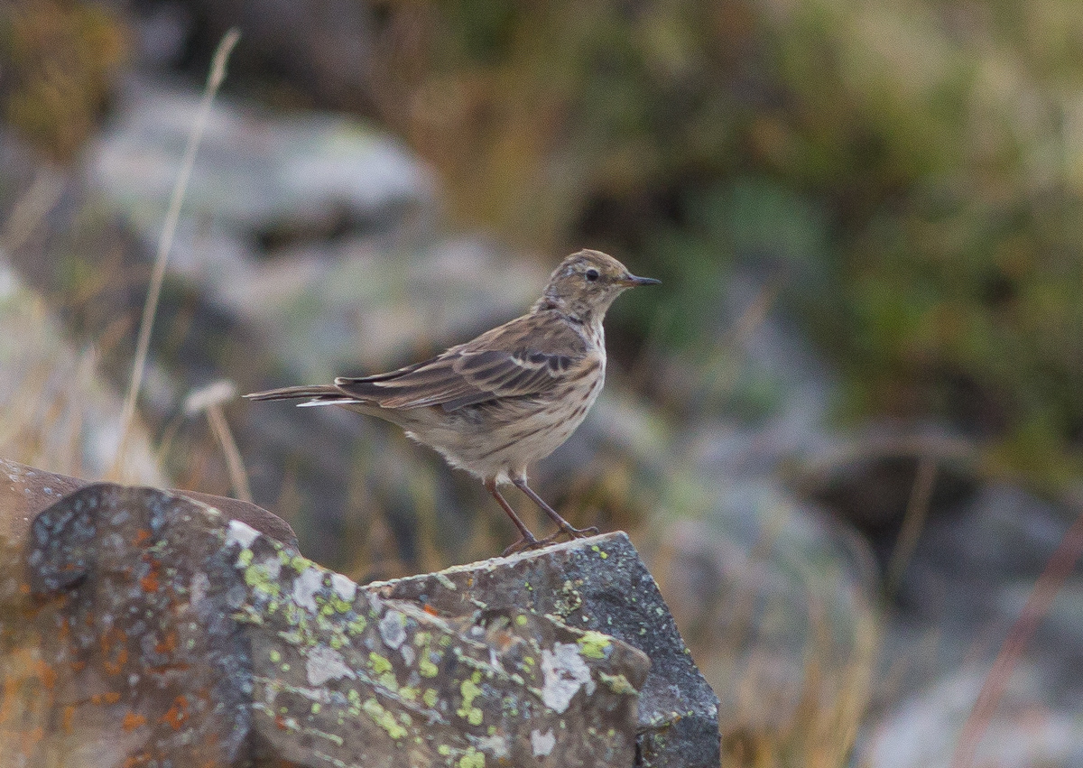 Птицы якутии фото и название Water Pipit (Anthus spinoletta). Birds of Siberia.