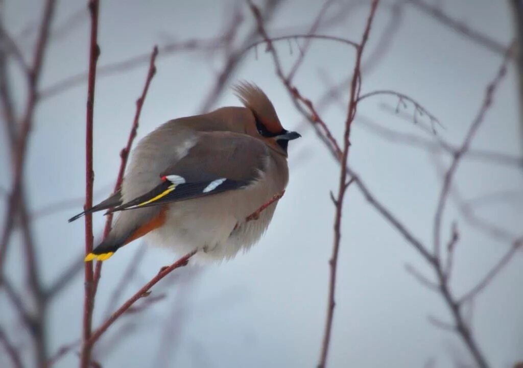 Птицы якутии фото и название Bohemian Waxwing (Bombycilla garrulus). Birds of Siberia.