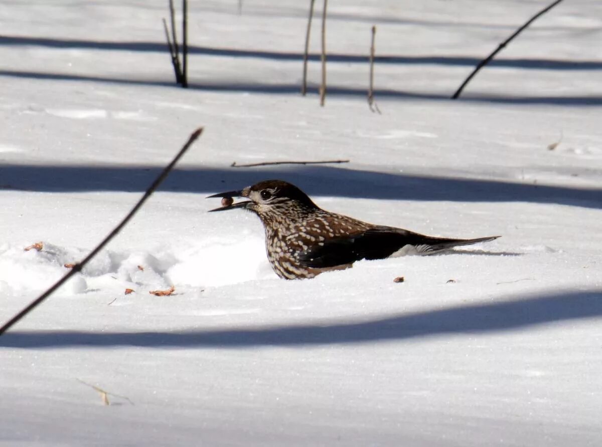 Птицы ямала фото Spotted Nutcracker (Nucifraga caryocatactes). Birds of Siberia.