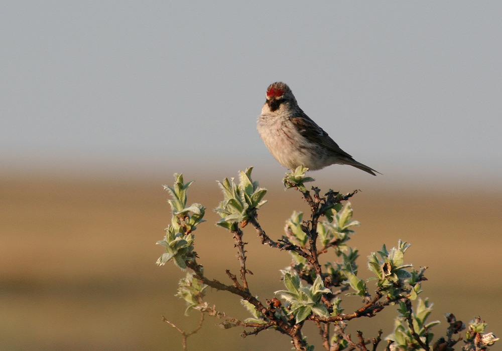 Птицы ямала фото Common Redpoll (Acanthis flammea). Birds of Siberia.