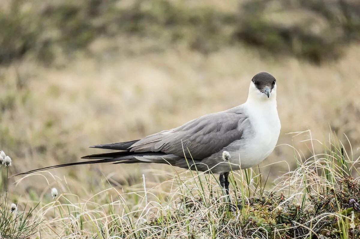 Птицы янао фото Long-tailed Skua (Stercorarius longicaudus). Birds of Siberia.